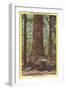 General Fremont, Big Tree, Santa Cruz, California-null-Framed Art Print