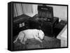 General Georg Patton's Pet Bull Terrier 'Willie'-null-Framed Stretched Canvas