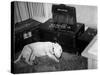 General Georg Patton's Pet Bull Terrier 'Willie'-null-Stretched Canvas