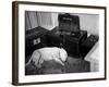 General Georg Patton's Pet Bull Terrier 'Willie'-null-Framed Photo