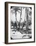 General Gordon's Garden, Khartoum, Sudan, C1890-Newton & Co-Framed Photographic Print