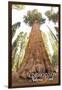 General Grant Tree - Kings Canyon National Park, California-Lantern Press-Framed Art Print