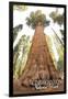 General Grant Tree - Kings Canyon National Park, California-Lantern Press-Framed Art Print