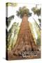 General Grant Tree - Kings Canyon National Park, California-Lantern Press-Stretched Canvas