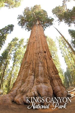 https://imgc.allpostersimages.com/img/posters/general-grant-tree-kings-canyon-national-park-california_u-L-Q1I1WAF0.jpg?artPerspective=n
