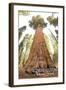 General Grant Tree - Kings Canyon National Park, California-Lantern Press-Framed Art Print