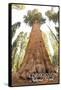 General Grant Tree - Kings Canyon National Park, California-Lantern Press-Framed Stretched Canvas