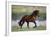 General of Legends-Bob Langrish-Framed Photographic Print