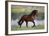 General of Legends-Bob Langrish-Framed Photographic Print