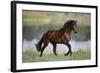 General of Legends-Bob Langrish-Framed Photographic Print