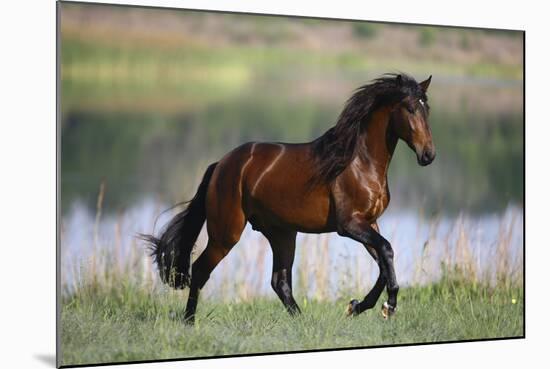 General of Legends-Bob Langrish-Mounted Photographic Print