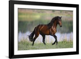 General of Legends-Bob Langrish-Framed Photographic Print