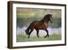 General of Legends-Bob Langrish-Framed Premium Photographic Print