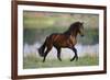 General of Legends-Bob Langrish-Framed Photographic Print