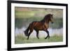 General of Legends-Bob Langrish-Framed Photographic Print