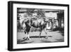 General Pershing's Horse Quidron-null-Framed Art Print