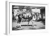 General Pershing's Horse Quidron-null-Framed Art Print