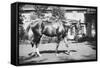General Pershing's Horse Quidron-null-Framed Stretched Canvas