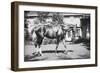 General Pershing's Horse Quidron-null-Framed Premium Giclee Print