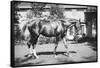 General Pershing's Horse Quidron-null-Framed Stretched Canvas