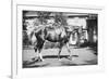 General Pershing's Horse Quidron-null-Framed Premium Giclee Print