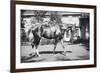 General Pershing's Horse Quidron-null-Framed Premium Giclee Print