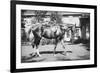 General Pershing's Horse Quidron-null-Framed Premium Giclee Print