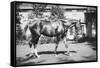 General Pershing's Horse Quidron-null-Framed Stretched Canvas