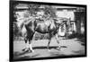 General Pershing's Horse Quidron-null-Framed Art Print