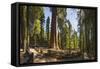 General Sherman in Sequoia National Park.-Jon Hicks-Framed Stretched Canvas