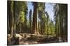 General Sherman in Sequoia National Park.-Jon Hicks-Stretched Canvas