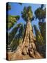 General Sherman in Sequoia National Park.-Jon Hicks-Stretched Canvas