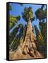 General Sherman in Sequoia National Park.-Jon Hicks-Framed Stretched Canvas