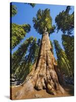 General Sherman in Sequoia National Park.-Jon Hicks-Stretched Canvas