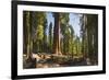 General Sherman in Sequoia National Park.-Jon Hicks-Framed Photographic Print