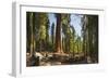 General Sherman in Sequoia National Park.-Jon Hicks-Framed Photographic Print