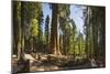 General Sherman in Sequoia National Park.-Jon Hicks-Mounted Photographic Print