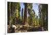 General Sherman in Sequoia National Park.-Jon Hicks-Framed Photographic Print