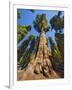 General Sherman in Sequoia National Park.-Jon Hicks-Framed Photographic Print