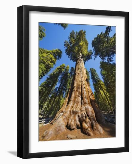 General Sherman in Sequoia National Park.-Jon Hicks-Framed Photographic Print