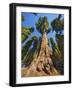 General Sherman in Sequoia National Park.-Jon Hicks-Framed Photographic Print