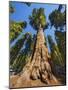 General Sherman in Sequoia National Park.-Jon Hicks-Mounted Photographic Print