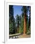 General Sherman Tree in the Background, Sequoia National Park, California-Greg Probst-Framed Photographic Print