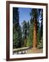 General Sherman Tree in the Background, Sequoia National Park, California-Greg Probst-Framed Photographic Print