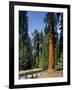 General Sherman Tree in the Background, Sequoia National Park, California-Greg Probst-Framed Photographic Print