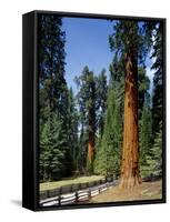 General Sherman Tree in the Background, Sequoia National Park, California-Greg Probst-Framed Stretched Canvas