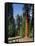 General Sherman Tree in the Background, Sequoia National Park, California-Greg Probst-Framed Stretched Canvas