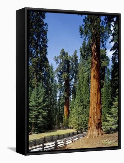 General Sherman Tree in the Background, Sequoia National Park, California-Greg Probst-Framed Stretched Canvas