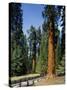 General Sherman Tree in the Background, Sequoia National Park, California-Greg Probst-Stretched Canvas