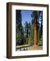 General Sherman Tree in the Background, Sequoia National Park, California-Greg Probst-Framed Photographic Print